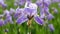 Soft focus of flower in the rain. Flower field background. Beautiful incredible flowers in the garden