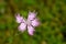 Soft focus of a fringed pink carnation against a blurry background