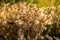 Soft focus of a fuzzy dried flower at a field