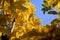 Soft focus of golden pomegranates leaves in autums with  blue sky as background