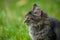 Soft focus of a gray cat with a fierce look against green, blurry grass