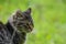 Soft focus of a gray cat with a fierce look against green, blurry grass