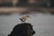 Soft focus of a gray plover bird on a mossy