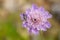 Soft focus of a green beetle on a pink Scabiosa flower against a blurry background