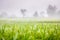 [Soft focus] Green rice field at dawn