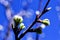 Soft focus of greengages plums white flowers blossoms with blurry background - prunus domestica italica, rosaceae, rosales