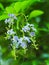 Soft focus on group light blue purple flower of small plant, Sky flower, Golden dew drop blur authentic shot
