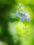 Soft focus on group light blue purple flower of small plant, Sky flower, Golden dew drop blur authentic shot
