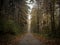 soft focus, a guided hiking trail through the forest in autumn with beautiful nature