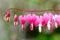 Soft focus of heart-shaped of bleeding heart flower in pink and