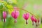 Soft focus of heart-shaped Bleeding heart flower in pink and white color, after the rain