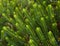 Soft focus of Hebe Green Globe plants in ZOO in Pilsen, Czech Republic