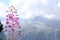 Soft focus if purple fireweed flowers against a blurry foggy mountain