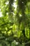 Soft focus image of branch of spruce with young shoots tree in spring forest