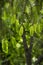 Soft focus image of branch of spruce with young shoots tree in spring forest