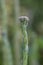 Soft focus on a inflorescence of a fat plant, sedum burrito