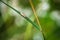 Soft focus of an insect under a blade of grass with blurry greenery in the background