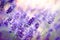 Soft focus on lavende flower