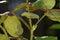 Soft focus of leaves, stems and thorns on a rose bush at a garden