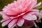 Soft focus macro close-up of pretty pink Dahlia flower