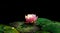 Soft focus of magic bright pink water lily or lotus flower Perry`s Orange Sunset in pond on black background