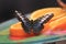 Soft focus of a Malaysian Blue Clipper butterfly perched on sliced oranges with a blurry background