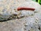 Soft Focus of millipede or millepede on stone.