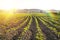 Soft focus in the morning of Lettuce agriculture farm nature landscape with mountain on background and rainbow