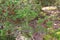 Soft focus of Mountain Currant, shiny red berry fruit on Coprosma nitida in Tasmania