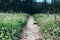 Soft focus of a narrow dirt path through a field of beautiful flowers in spring