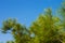 Soft focus nature tropic cedar tree needle green branches on empty blue sky background