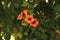 Soft focus of an orange campsis flower blooming at a garden