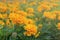 Soft focus orange flowers in garden