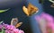 Soft focus of a pair of orange butterflies hovering over pink butterfly bush flowers at a garden