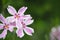 Soft focus of Phlox candy stripes flowers at a garden during summer