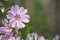 Soft focus of Phlox candy stripes flowers at a garden during summer