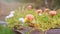 Soft Focus of pink common purslane or verdolaga flower with sun shining