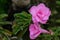 Soft focus pink Impala lily. Pink azaleas. Pink flower. Desert Rose. Impala Lily. Mock Azalea. Pink desert rose. Azalea flowers.