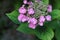 Soft focus on pink japanese  hydrangea and its green leaves