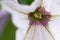 Soft focus of pollen from Petunia flower in white with a shade o