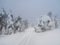 Soft focus. Poor visibility. Twilight foggy road through the wild forest. Winter road through a snowy forest