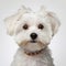 Soft-focus Portraits: Captivating Maltese Dog In White Background