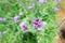 Soft focus of purple flowers in the garden, Verbena flower on blurred branch and leaf as a background.