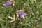 Soft focus a purple Serbian bellflower