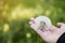 Soft focus of seen dandilion on woman hand