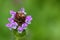 Soft focus of Self heal plant, known as Heal All and its purple