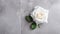 Soft-Focus Serenity: White Rose Flower on Grey Surface with Ethereal Vibes