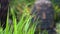 Soft focus shot of grass blowing in the wind in front of Ancient Buddha Head Statue in foliage of Asian Rain Forest