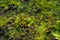 Soft focus on Small Venus Flytrap or Dionaea Muscipula