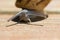 Soft focus of a snail crawling on wooden pavement on a sunny day